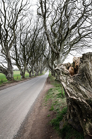 intertwined beech trees known as The Dark Hedges
