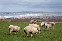 Sheep!