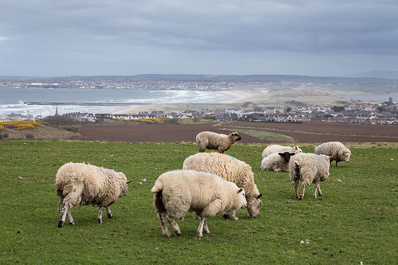 Sheep!