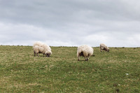 Downhill Demesne Sheep