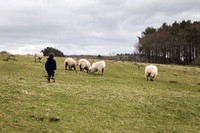 Sebby chasing Sheep