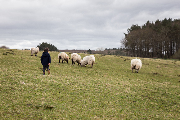 Sebby chasing Sheep