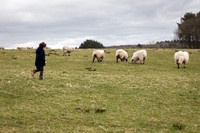 Sebby chasing Sheep