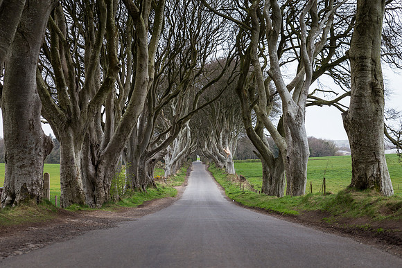 The Dark Hedges Game of Thrones filming location for the King's Road