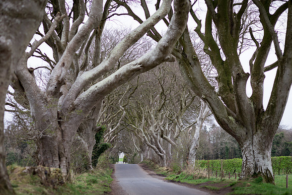 The Dark Hedges