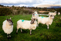 Day 3 - Oughterard