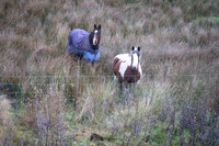 Day 6 - House Horses